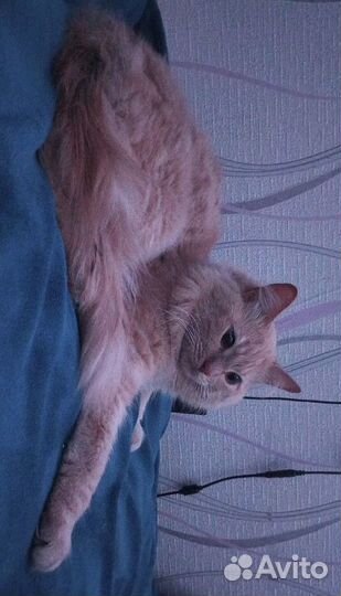 Отдам кота в добрые руки