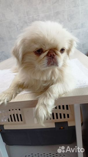 Вязка пекинес