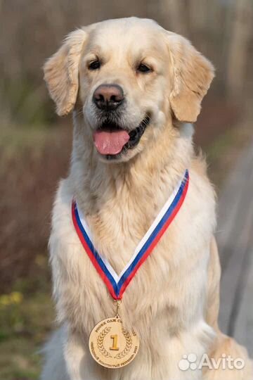 Золотистый ретривер вязка