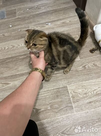 Шотландская вислоухая кошка бесплатно