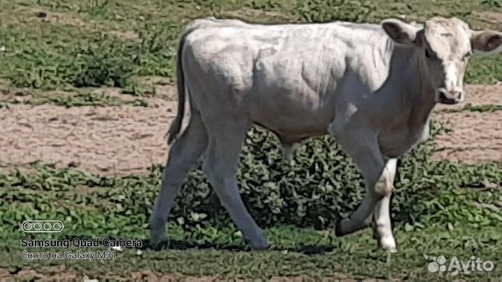 Бычки, телочки