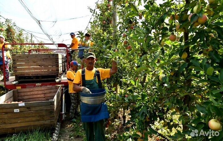Работник по сборке яблок в саду с проживанием