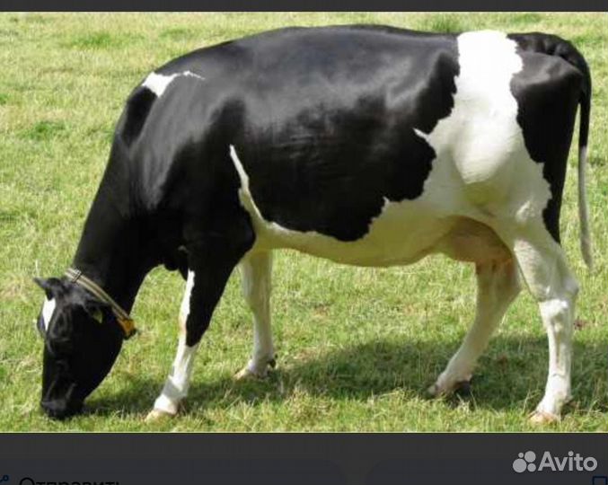 Корова дойная