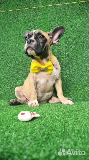 Собаки щенки