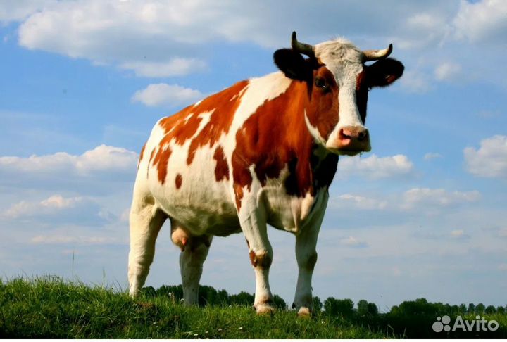 Корова дойная