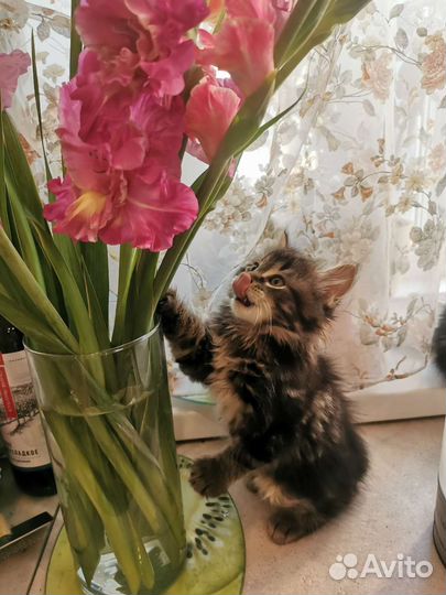 Котята курильский бобтейл