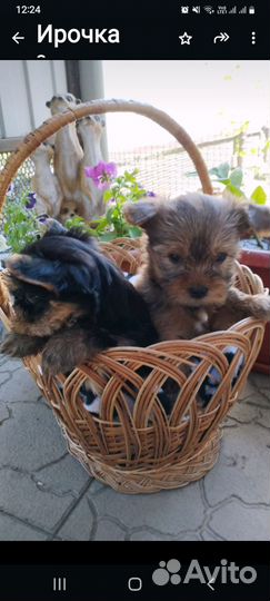 Йоркширский терьер щенки