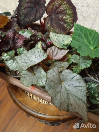 Бегония декоративно лиственная