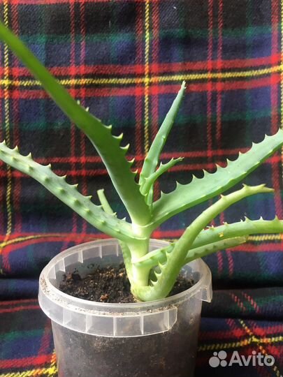 Алоэ древовидное и алое вера