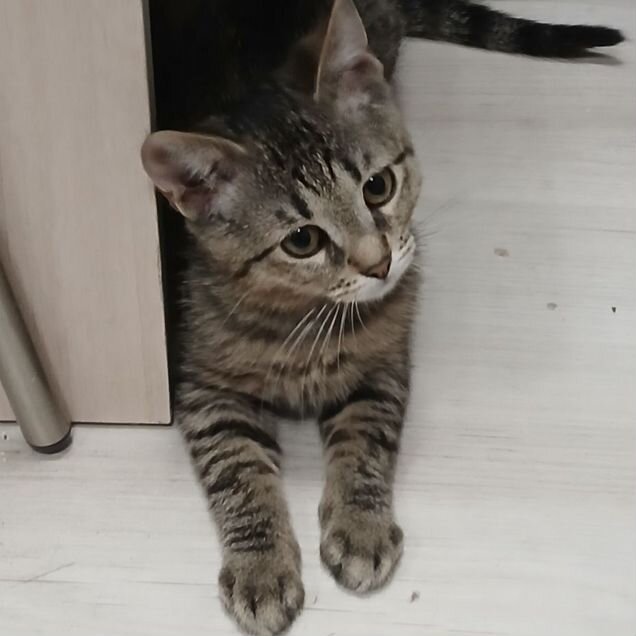 Котёнок в добрые руки