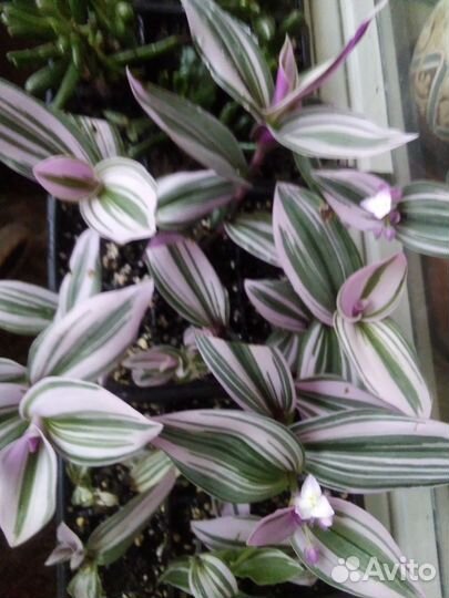 Отростки Традесканция розовая