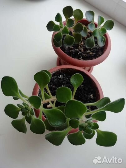 Аихризон дерево любви