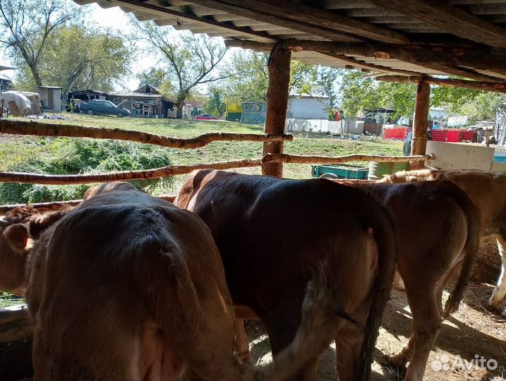 Крс. Быки, Тëлки