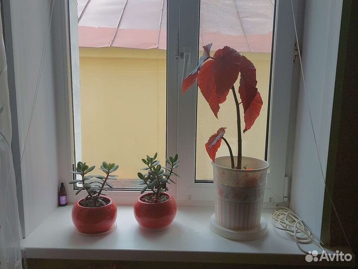 Продаются живые цветы в ассортименте