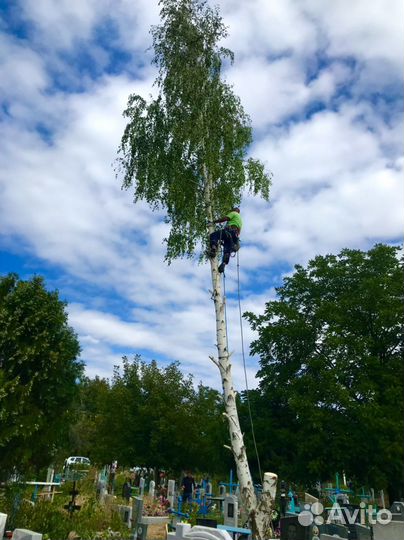 Спил деревьев