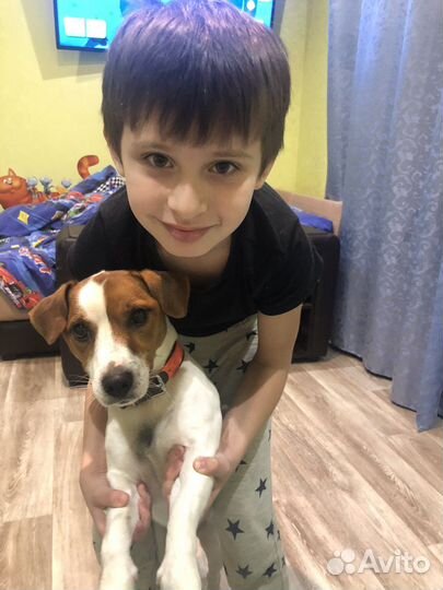 Вязка джек Рассел терьер