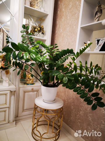 Замиакулькас долларовое дерево