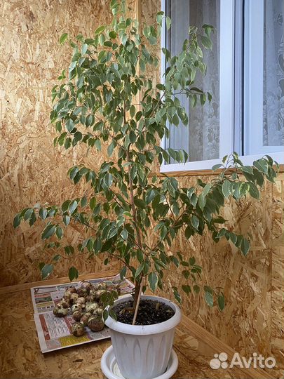 Фикус бенджамина большой
