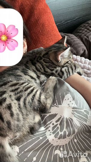 Бенгальские котята