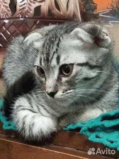 Котёнок девочка, 3 месяца