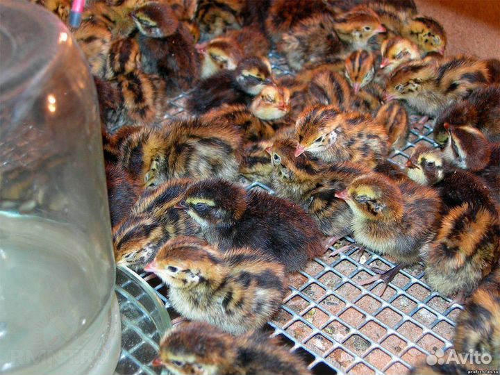 Яйцо перепелинное на инкубацию