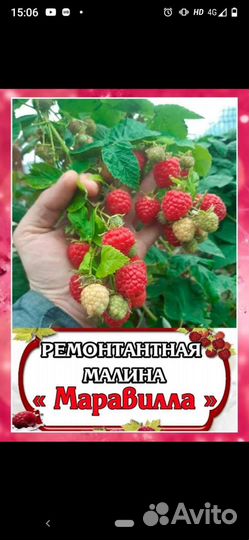 Ремонтантная малина