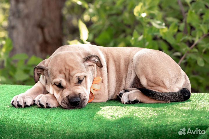 Щенки кадебо