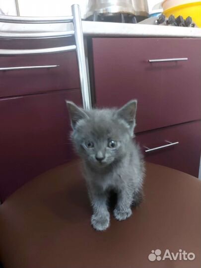 Кошка в дар