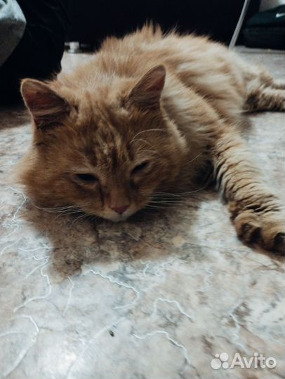 Найден кот