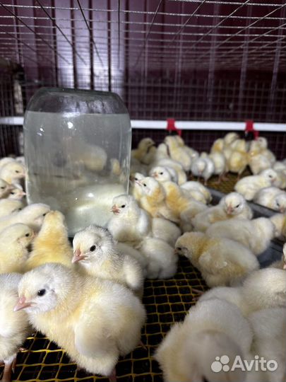 Цыплята суточные и подрощеные