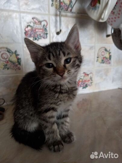 Котята в добрые руки 2 месяца