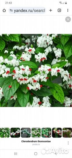 Клеродендрум госпожи томпсон