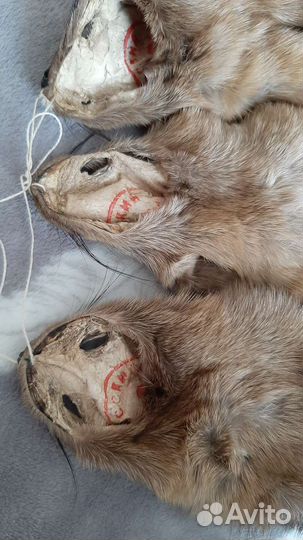 Шкурки якутского соболя