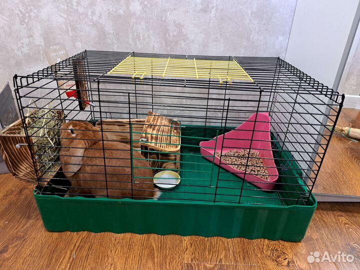 Декоративный кролик