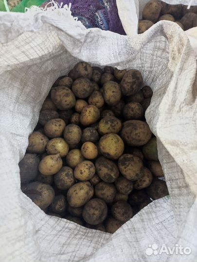 Продам картофель, крупный, семенной, мелкий