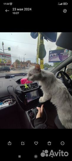 Котик в добрые руки