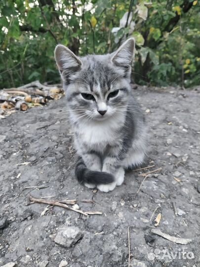 Котята в добрые руки бесплатно