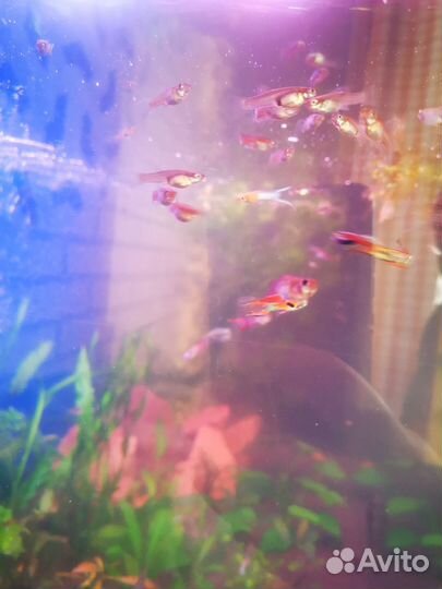 Гуппи ассорти. Аквариумные рыбки