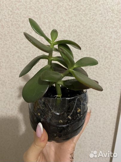 Денежное дерево