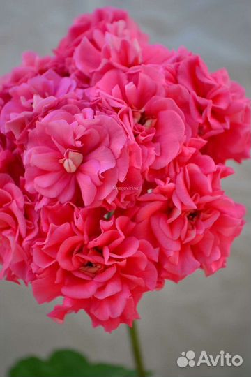 Пеларгонии сортовые