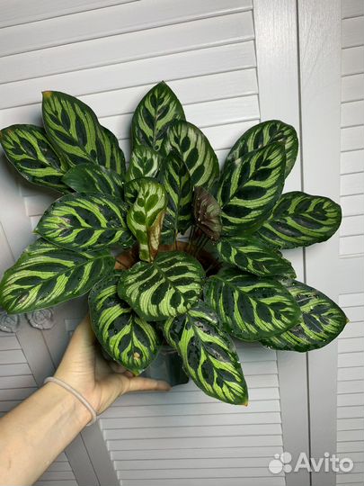 Калатея Макоя