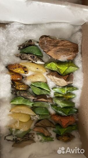 Коконы (куколки) тропипических бабочек Оптом