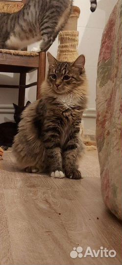 Кошечка в добрые руки