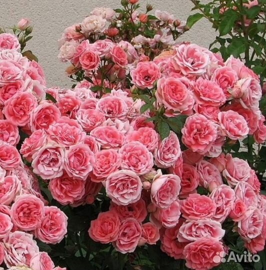 Розы окс,саженцы разные, информация в тексте