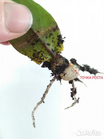 Замиокулькас