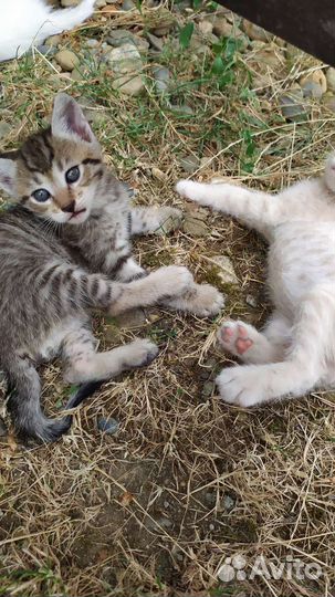 Кошка в дар бесплатно