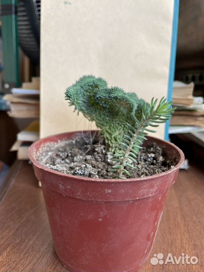 Седум (очиток ) кристатум