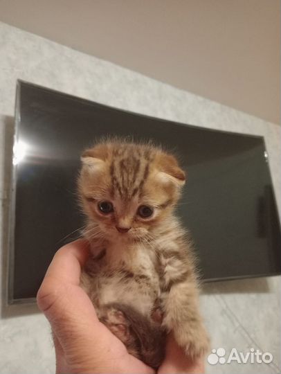 Котята шотландские