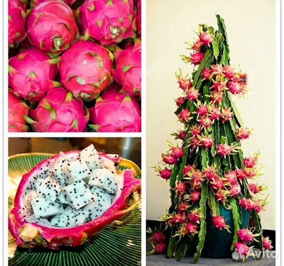 Питахайя Драконий фрукт