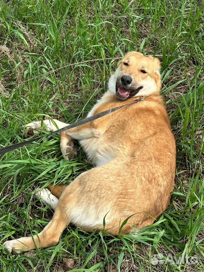 Собака в добрые руки